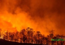 The Australian wildfires are worse than World War three. Australian Wildfires affecting different regions and a huge destruction of wildlife and humanity across Australia.