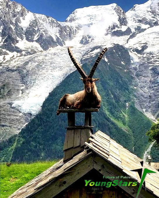  The most famous animal of Chitral is Markhor the national animal of Pakistan