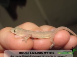 House Lizards Myths [youngstars.pk]